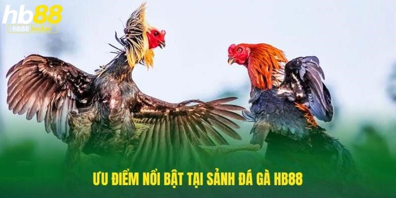 Đá gà HB88: Web chơi đá gà trực tuyến siêu hot 2025 3 Đấu trường hấp dẫn với hàng chục ưu điểm
